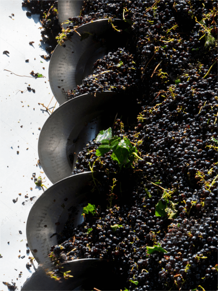 red wine making process
